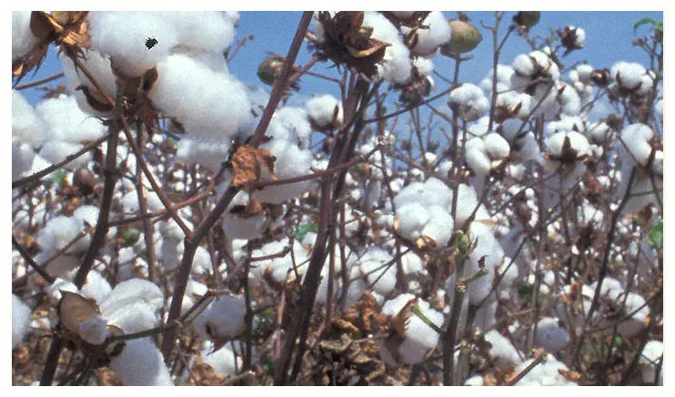 Culture de la laine de coton 2